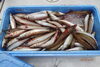 「今日はキスが大漁！」