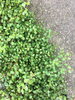 どこまでも伸びる可愛くてたくましいワイヤープランツ「涼しくしてくれるグリーンたち」