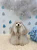 ３ばんめ　ＹｕＹｕ「うちわんこと梅雨☔️」
