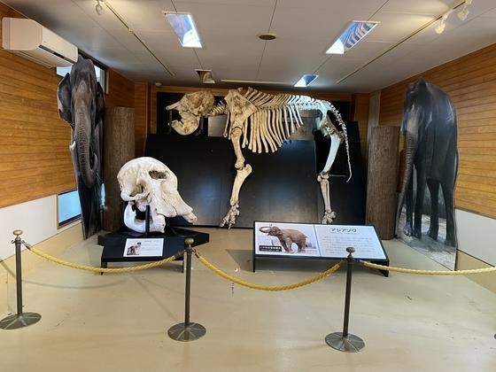 アジアゾウの骨格標本も常設展示中「写真コンクール作品展」