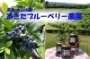 「あきたブルーベリー農園」ブルーベリーの摘み取り＆ブルーベリーのお菓子も人気♪