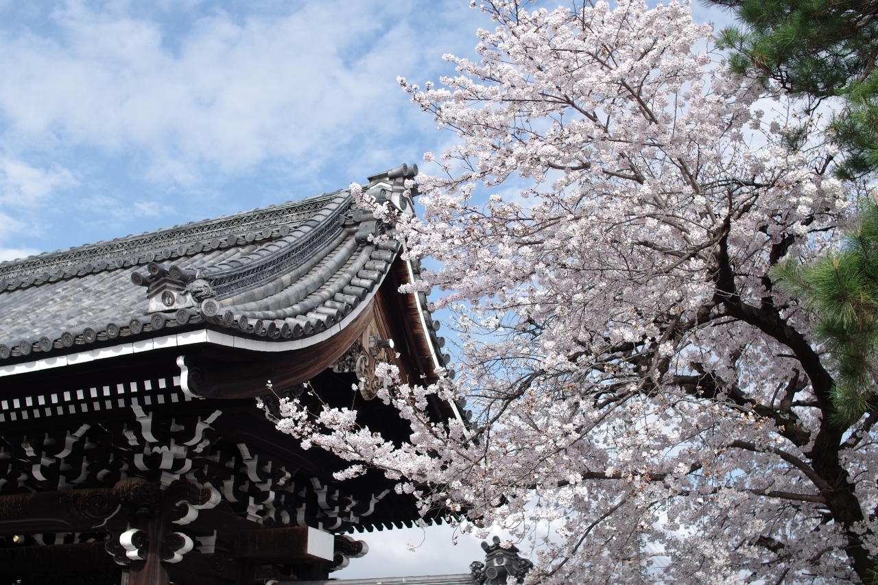 佛光寺の桜