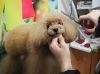 一頭一頭丁寧にトリミングしています「有限会社A HAPPY DOG LIFE」