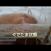 暑さで死んでる...？おもしろ可愛いハムスターcute funny hamster gudetama　＃28