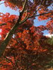 「新居浜市立川のマイントピア別子は、紅葉の見頃です。」
