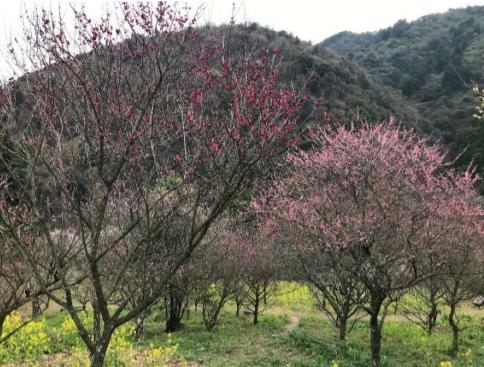 「花だより【梅の開花状況】～西条市　市民の森～」