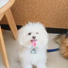 ラテちゃん「今日のお友達」