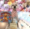 トイプードル　カット「🐶ダックス、トイプードル、トリミングのお友達🌷」
