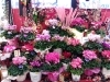 「【はなやHOK皆生店】お正月のお花とお知らせです」