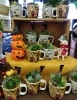 「【はなやHOK皆生店】ハロウィン寄植え♪」