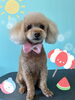 「可愛い子ちゃん♡ Dog salon mofu mofu 余市町」