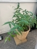 ジャスミンも大きくなってきました。「観葉植物はインテリアとしてだけでなく、心身にさまざまな影響を与えるってご存じですか？」