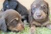 「ミニチュアダックス子犬情報」