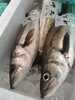 スズキ「夏の魚」