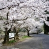 【井倉】井倉洞(第一駐車場) D51展示場付近 | 新見市の桜特集| まいぷれ[新見市]