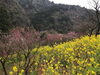 「花だより【梅の開花状況】～西条市　市民の森～」