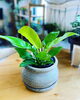 「植木鉢入荷しました」