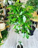 「観葉植物入荷しました」