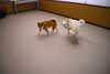 「今日のお友達」