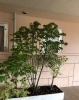 「樹木の入れ替えに行きました🌳」