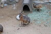 「可愛い動物に会いに行こう！「和歌山城公園動物園」」