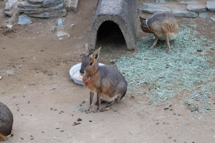 「可愛い動物に会いに行こう！「和歌山城公園動物園」」
