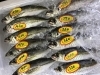「魚魚市場鮮魚コーナーおすすめは「ヤリイカ」です♪」