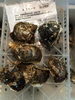 「岩牡蠣（新潟産）」