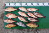 「7月12日の釣果その1」