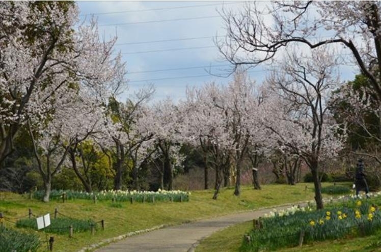 2020 山田池公園 | 特集☆梅、桜をさがしに～| まいぷれ[枚方市]