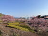 「3月9日(日) 魚魚の宿　河津桜」