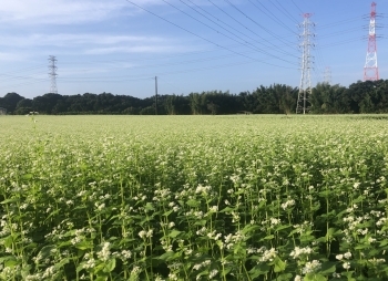 白い可憐な蕎麦の花！　蕎麦畑は全体で約5.6haの広さです「八千代市そば栽培農家 荻原園芸」