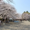合併20周年記念「鴻巣さくら祭り」満開！　晴天！　3会場の桜【埼玉県鴻巣市】