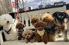 集合写真　「こんにちは^ - ^」