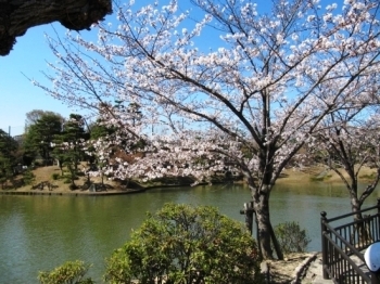 （桜の公園風景）　