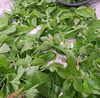 「人気メニュー🌿ジェノベーゼピザ🌿」