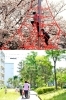 上　福西公園　ザイルクライミング
魅力ある公園や緑の多いまち！「京都市西京区役所 洛西支所」