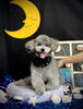 シオンちゃん「お月さまとわんこ🌛」