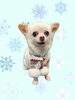 「Dog salon mofu mofu　余市町」