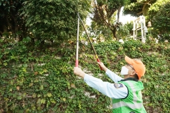 道や隣家に飛び出した樹木を、安全面に考慮しながら伐採します「合同会社イフ」