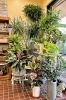 観葉植物についてもお気軽にご相談ください。「緑化フラワーセンター はなも本店」