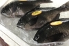 「魚魚市場鮮魚コーナーおすすめは「イトヨリ」です♪」