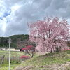 「道の駅木曽福島『一本桜』が見頃です！」