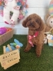 トイプードル　カット「🐶パピヨン、トイプードル、トリミングのお友達🐣」