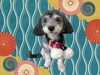 「Dog salon mofu mofu　余市町」