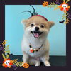 「Dog salon mofu mofu　余市町」