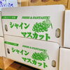 「今年も遂に入荷しました！！ 宮城県大崎市　大崎ぶどう果園さんの「シャインマスカット」✨」