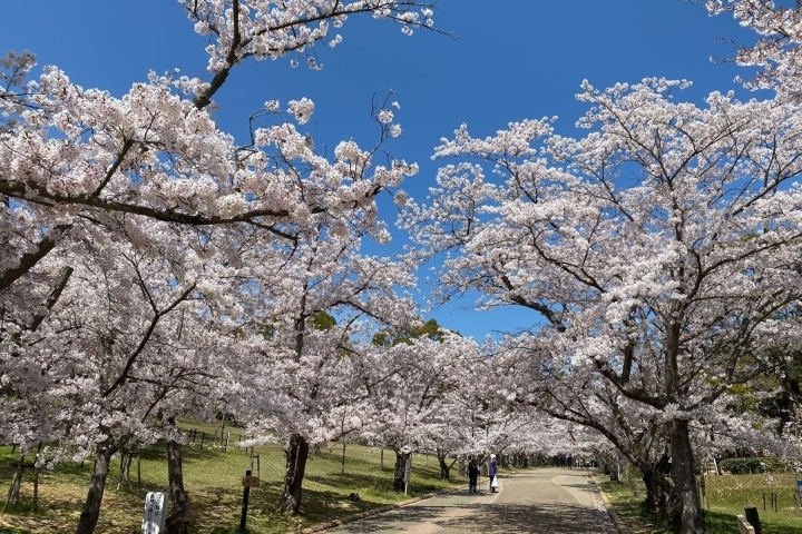 加古川のお花見 桜 特集 加古川で楽しくおでかけしませんか まいぷれ 加古川市