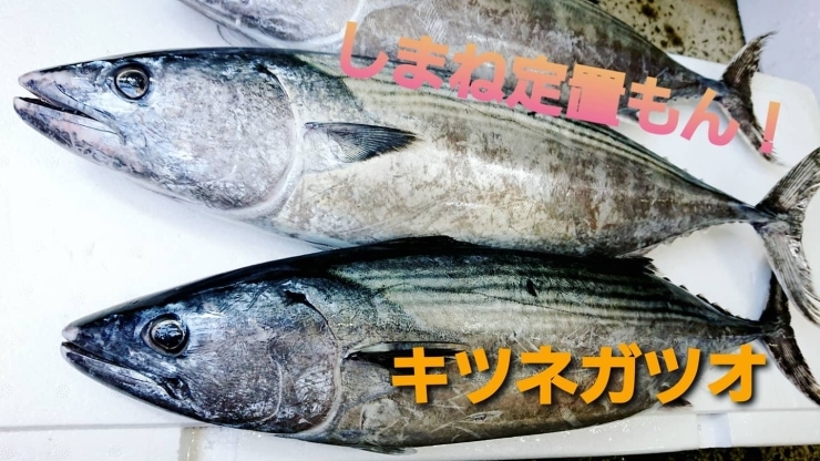 本日のお刺身 釣りもん キントキダイ 定置もん 島根県産キツネガツオ 寺津屋 仕出し 会席料理のニュース まいぷれ 松江