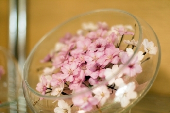 庭に咲く満開の桜もそのまま美しい状態で長い間楽しめます「花蘭蘭」